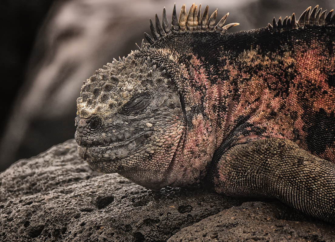 Bienvenido a Galapagos