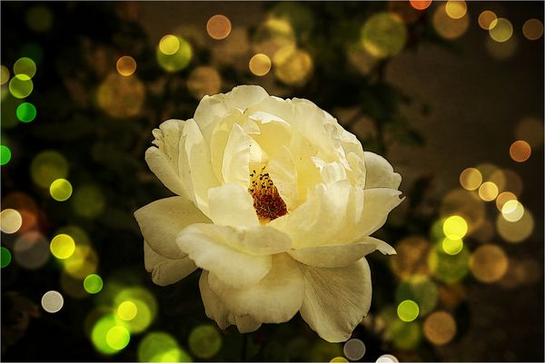 ...bienvenido otoño...