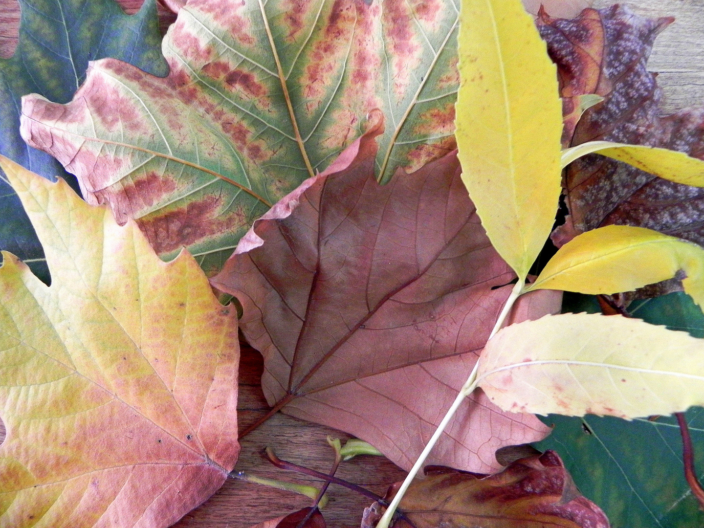 BIENVENIDO QUERIDO OTOÑO