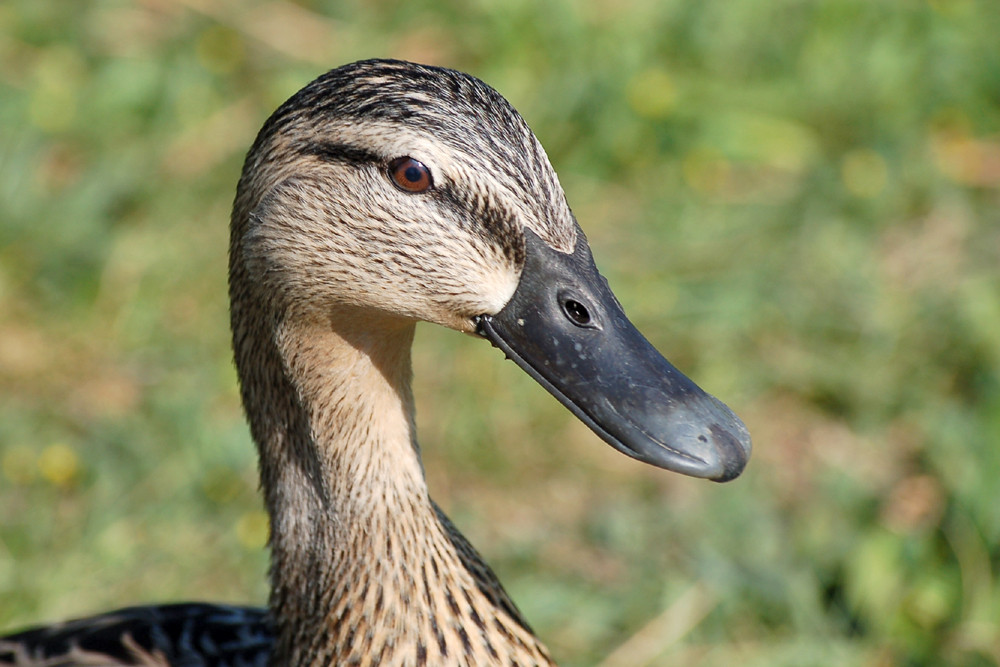 Bienvenue chez les canards 1