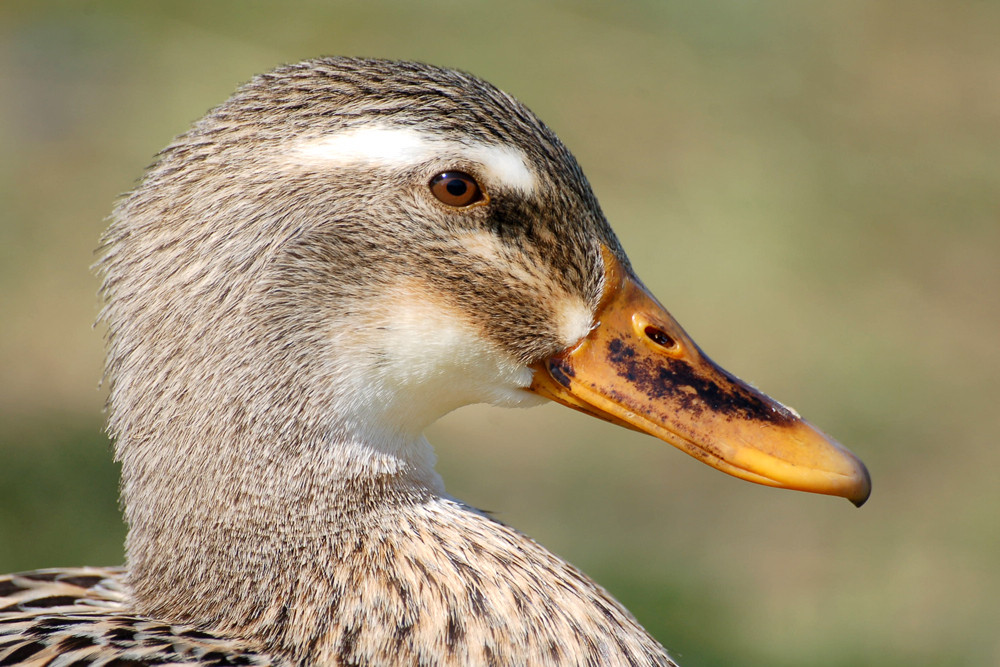 Bienvenue chez les canards 2