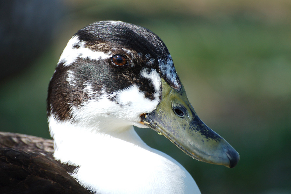 Bienvenue chez les canards 5