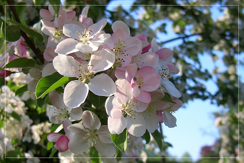 bienvenue printemps