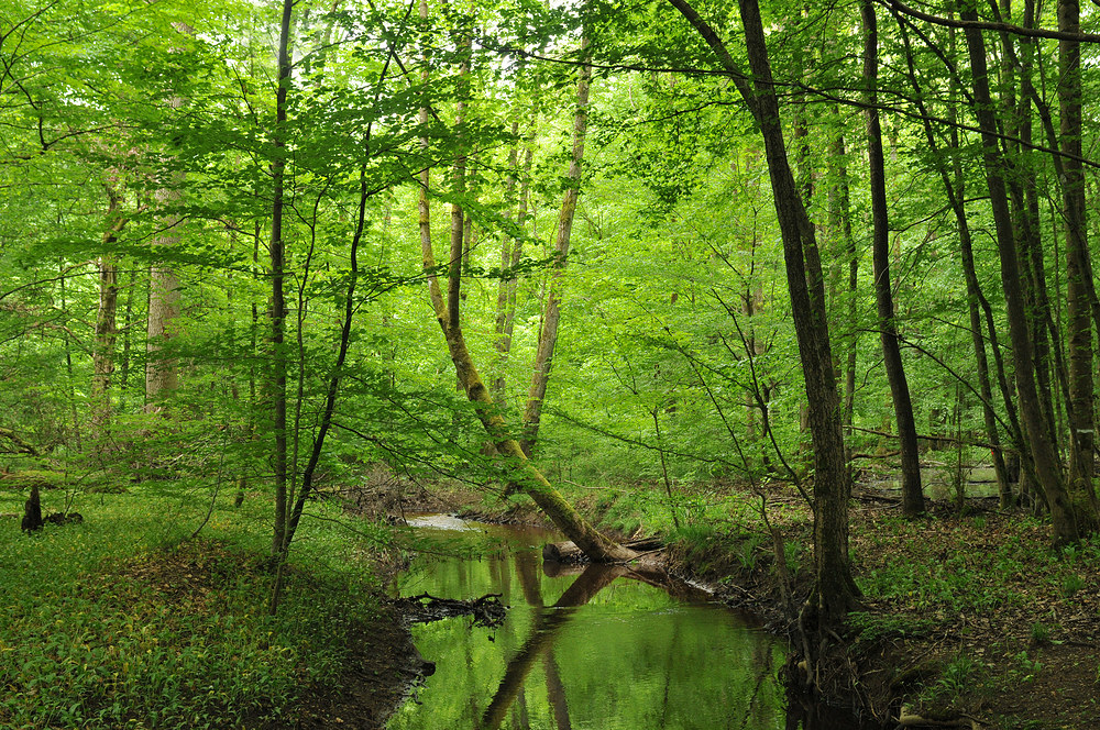 Bienwald: Heilbach - Grün