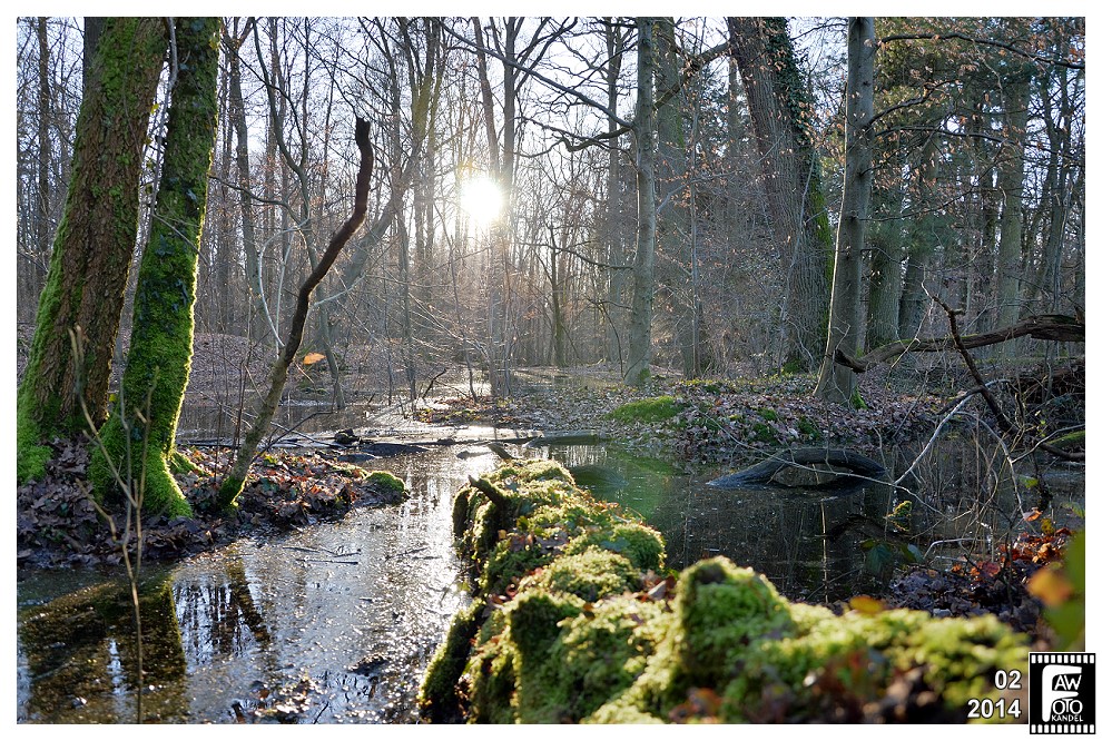 Bienwald Hochwasser