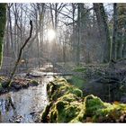 Bienwald Hochwasser