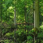 Bienwald: Waldwasser – Grün