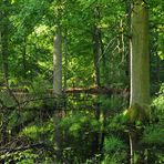 Bienwald: Waldwasser – Grün