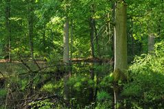 Bienwald: Waldwasser – Grün
