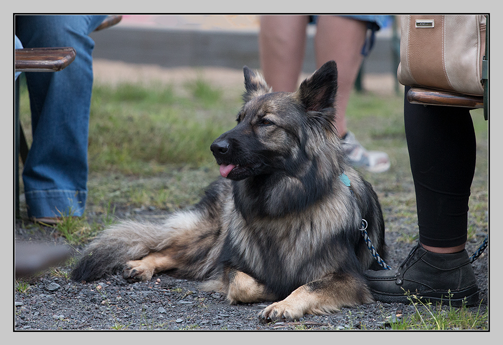 Biergarten - auch Hunde fühlen sich dort wohl