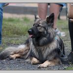 Biergarten - auch Hunde fühlen sich dort wohl