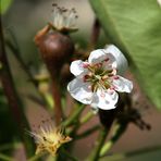 BIERNENBABY MIT MUTTERBLÜTE