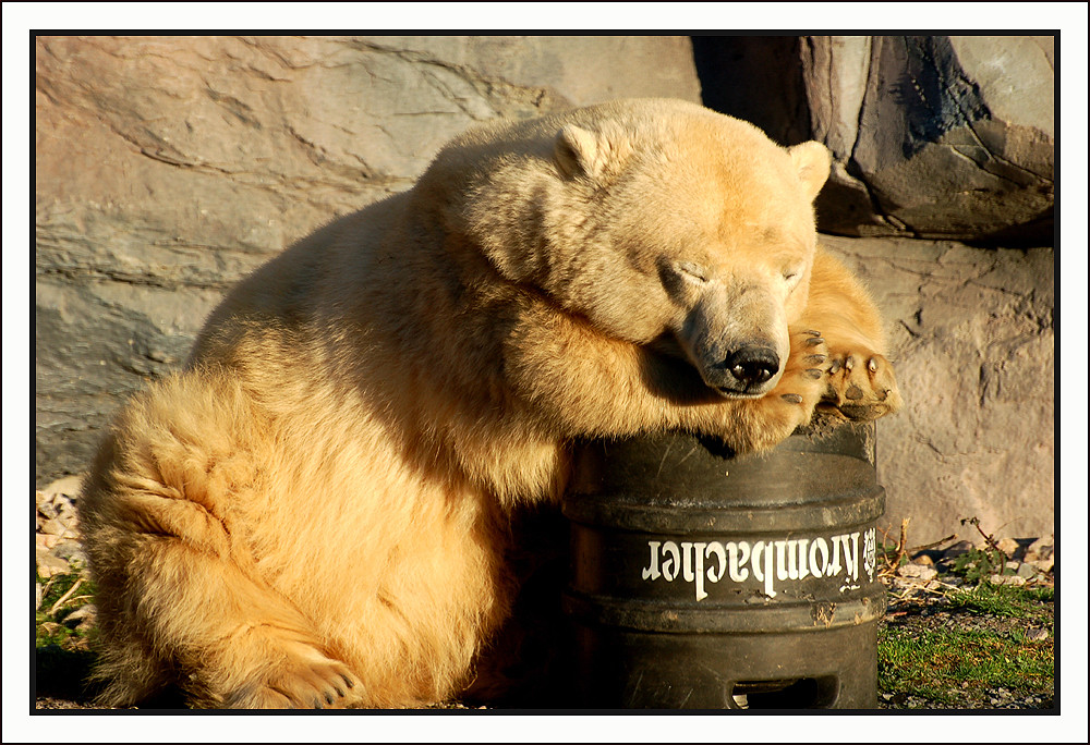 Bierschlaf - Bärschlaf