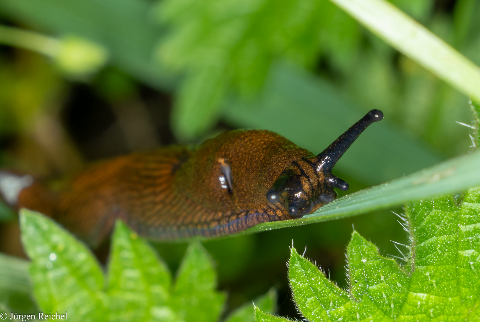 Bierschnegel (Limacus flavus) 