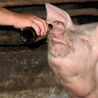 biertrinkendes Schwein