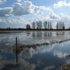 biesbosch