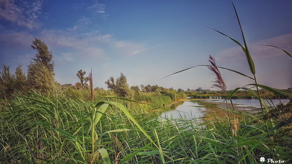 Biesbosch