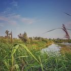 Biesbosch