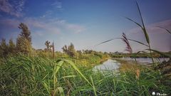 Biesbosch