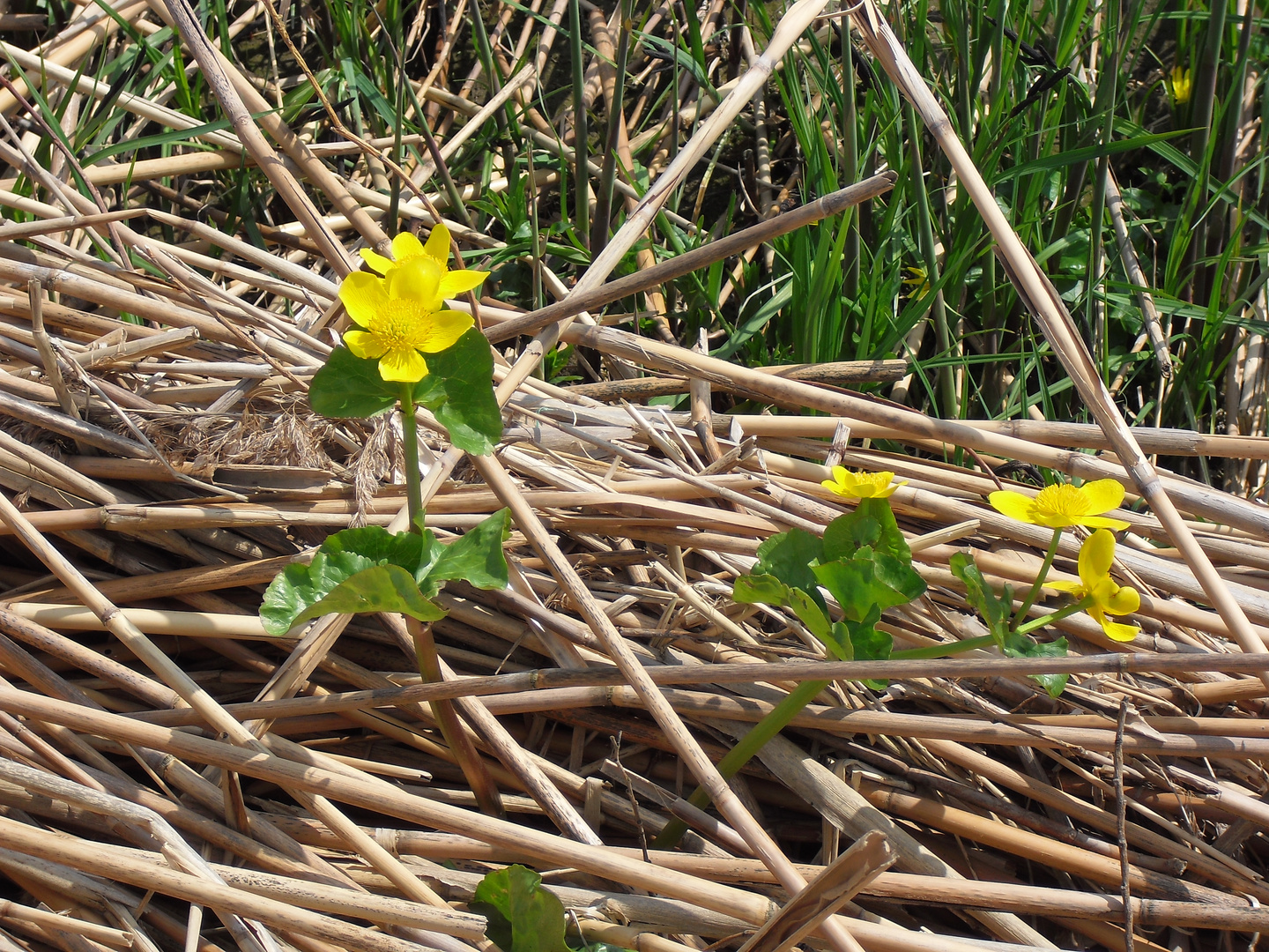 biesbosch I