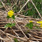 biesbosch I