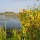 Biesbosch NL