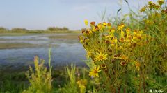 Biesbosch NL