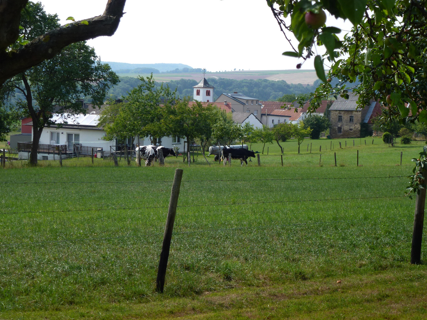 Biesdorf (Eifel) im Sommer