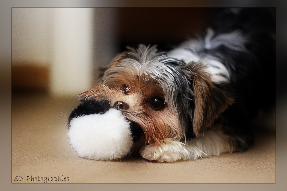 Biewer Terrier - Beim spielen...