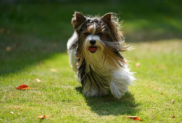 Biewer Yorkshire Terrier