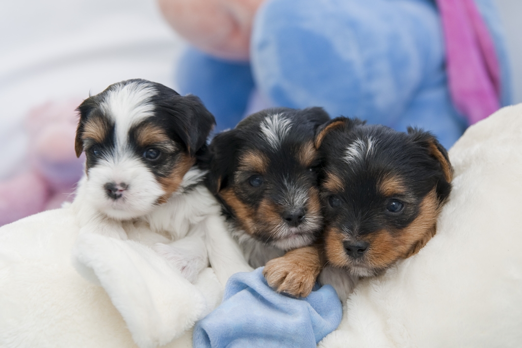 Biewer Yorkshire Terrier