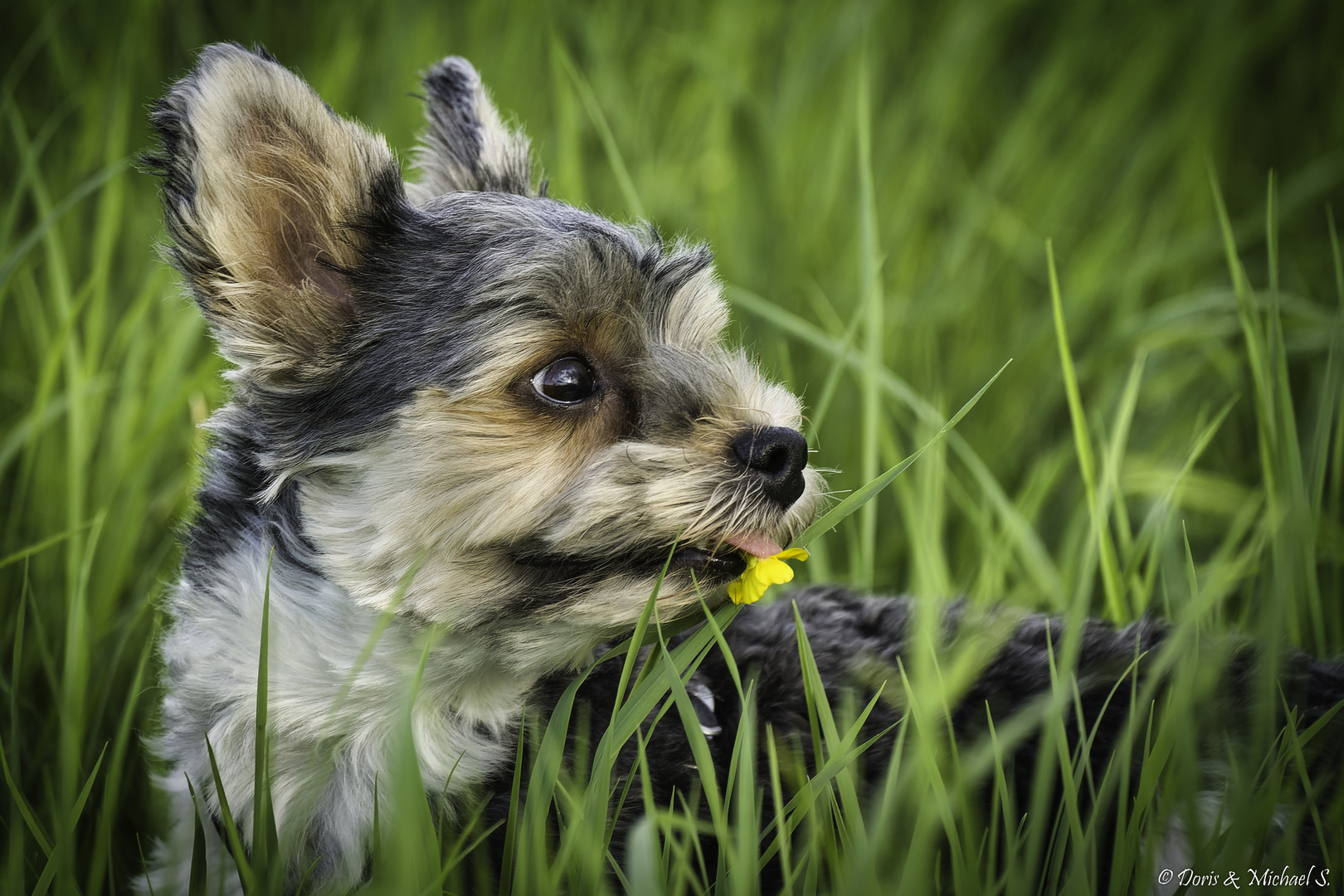 Biewer Yorkshire Terrier Dario