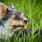 Biewer Yorkshire Terrier Dario