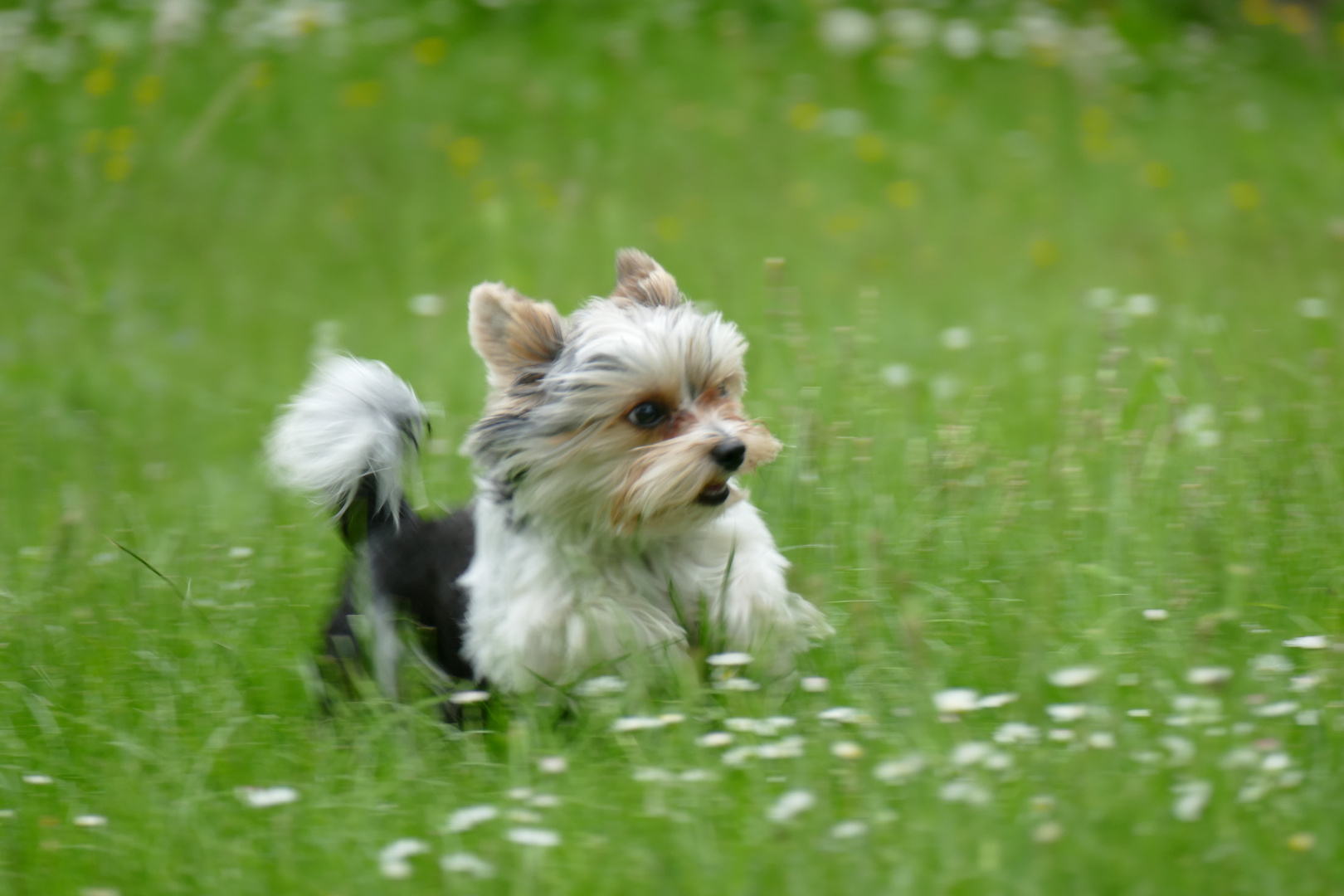 Biewer Yorkshireterrier