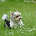 Biewer Yorkshireterrier