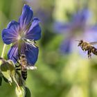 BIF - Biene im Anflug