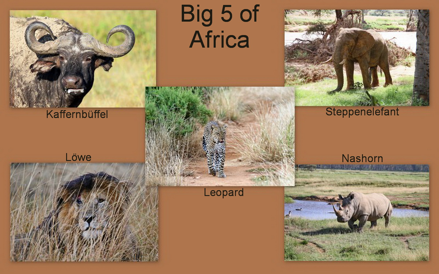 Big 5 of Africa