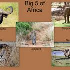 Big 5 of Africa