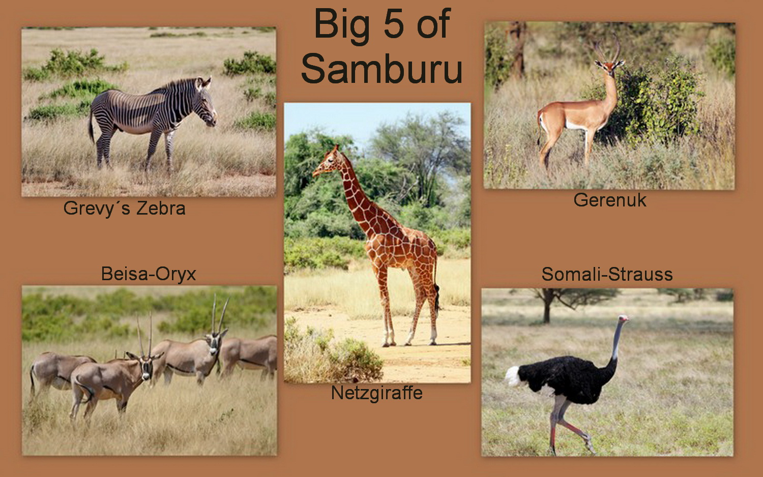 Big 5 of Samburu