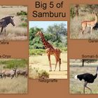 Big 5 of Samburu