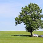 big and small tree in teamwork 