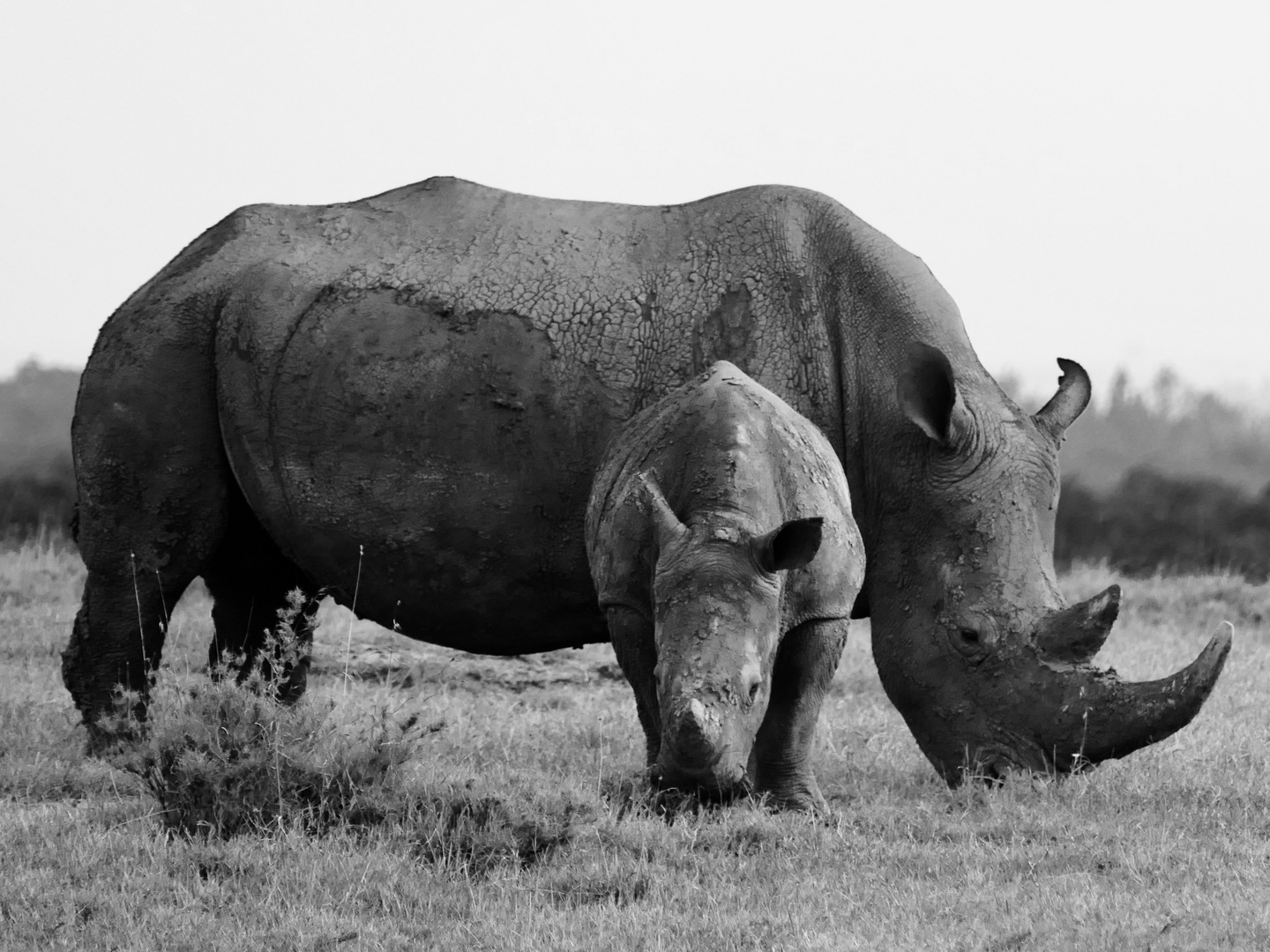 Big and small white Rhino