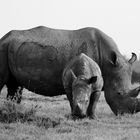 Big and small white Rhino