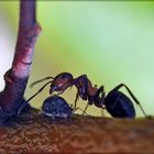 Big ant