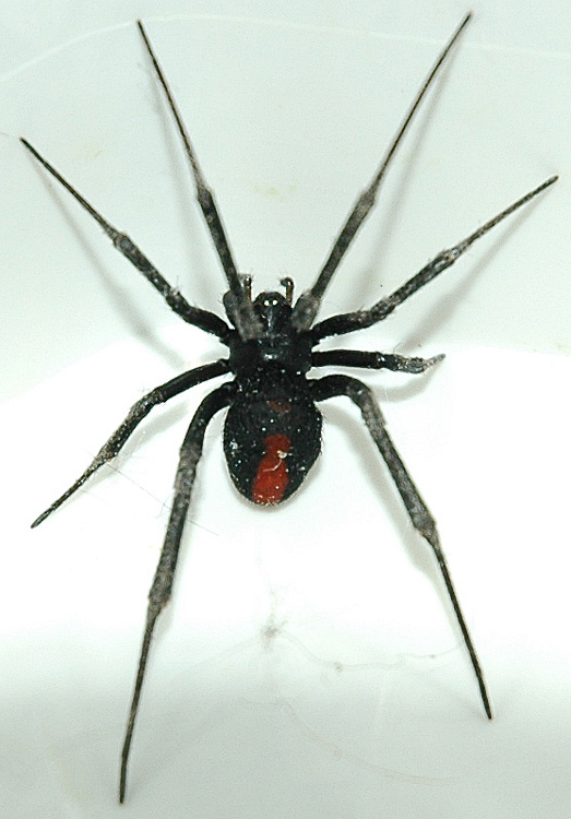 BIG Australian Redback