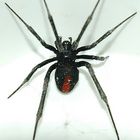 BIG Australian Redback