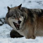 Big Bad Wolf OLE !!!