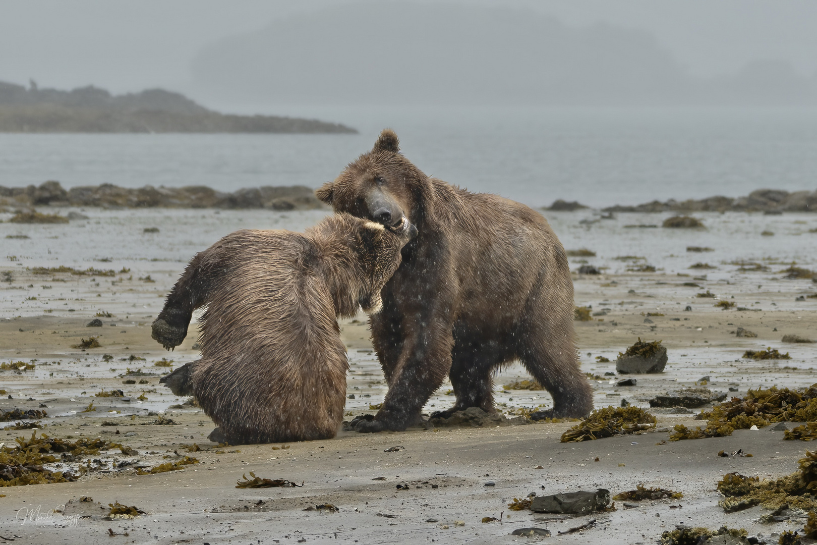 Big Bear Love, Kodiak Alaska