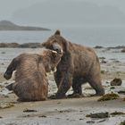 Big Bear Love, Kodiak Alaska