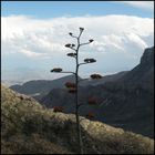 Big Bend National Park